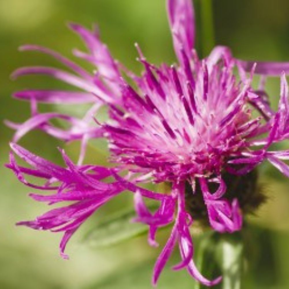 AmaGin le botaniche Centaurea